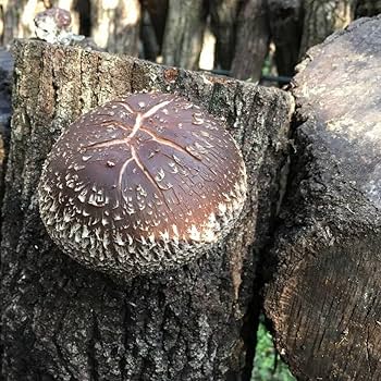 しいたけ 10011013.jpg